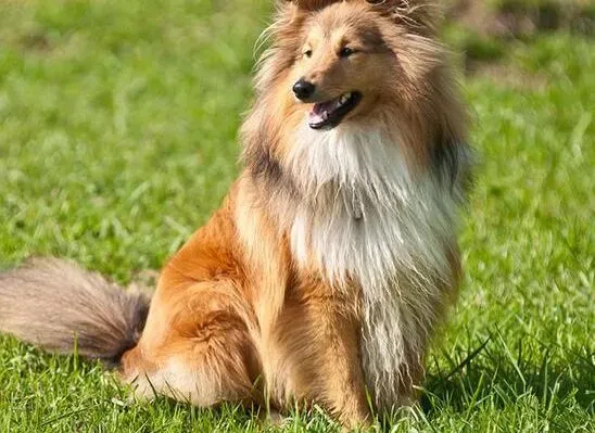 喜乐蒂|教喜乐蒂犬服从命令的方法（下）