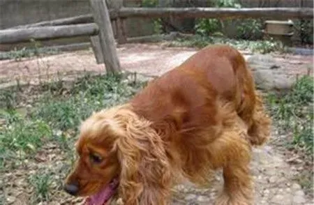 成年英国可卡犬长度 公犬高40到43厘米 | 英国可卡犬