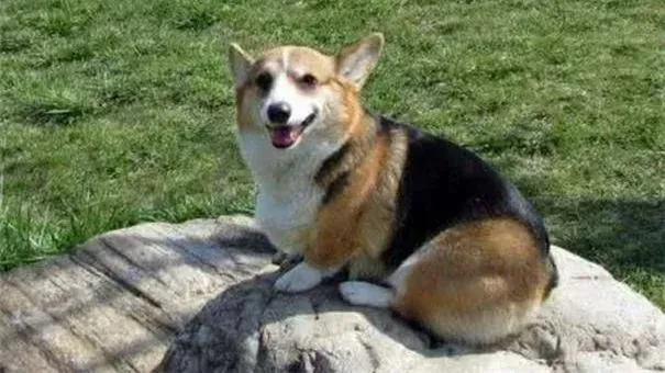 柯基犬|柯基犬毛发护理方法  柯基毛发的护理