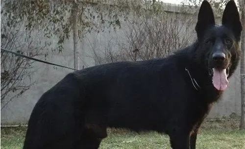 比利时牧羊犬怎么辨别 比利时牧羊犬外观辨别 | 比利时牧羊犬