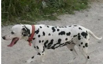 大麦町犬饲养 饲养大麦町犬绝对不能做的事 | 大麦町犬