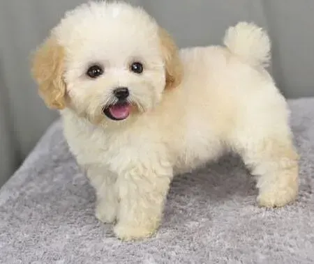 泰迪犬|泰迪犬一把一把掉毛是因为有螨虫吗