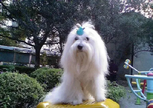 马尔济斯|家庭医生 如何让马尔济斯犬去火