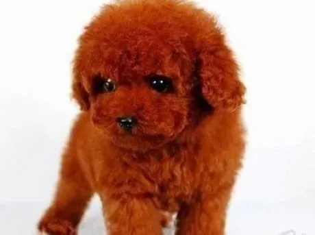 泰迪犬|训练泰迪犬 专注的泰迪犬更加富有魅力