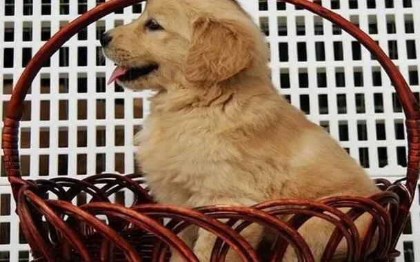 金毛|如何让金毛犬更好的适应我们的生活环境