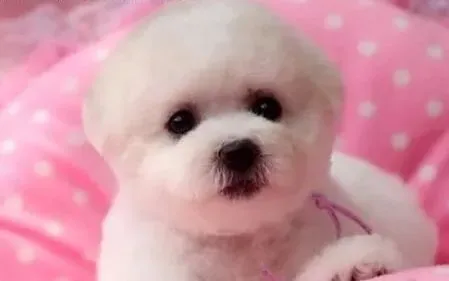 比熊犬|比熊犬吃多少才合适