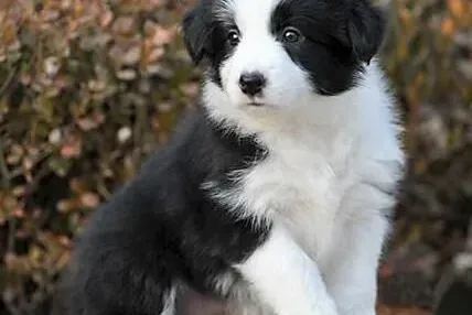 边境牧羊犬|几个保护边境牧羊犬牙齿健康的技巧