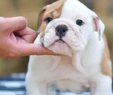 英国斗牛犬|斗牛犬恐慌症的治疗方案