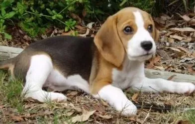 比格犬|如何给比格犬戴上合适的项圈