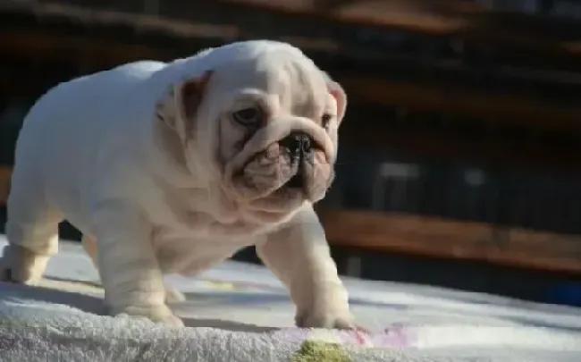 英国斗牛犬|照顾好哺乳期的斗牛犬有何高招