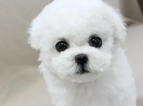 比熊犬|关于比熊犬做绝育手术的一些事情