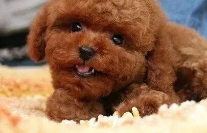 泰迪犬|给泰迪犬做口腔护理的经验分享