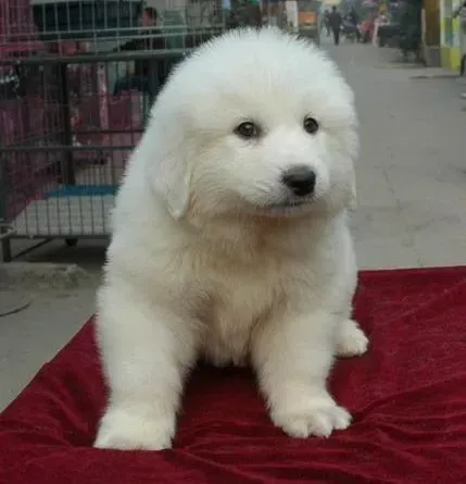 大白熊犬|大白熊犬脖子带项圈的地方长了一个包如何处理