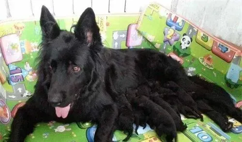 比利时牧羊犬怎么辨别 比利时牧羊犬外观辨别 | 比利时牧羊犬
