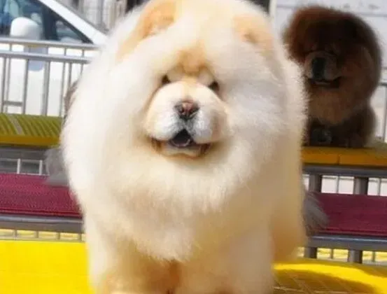 松狮犬|松狮犬身上起红疙瘩瘙痒用什么药