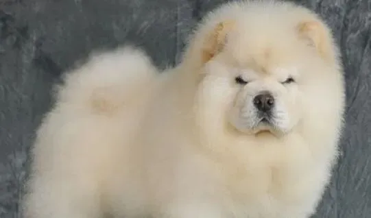 松狮犬|了解松狮犬睡眠习惯，让狗狗延年益寿
