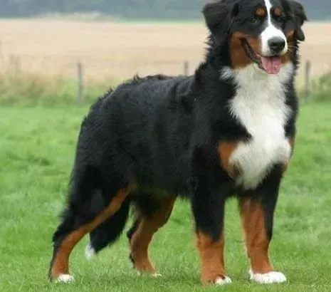 伯恩山犬|伯恩山犬这几天严重拉水该怎么办