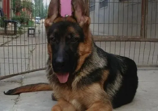 德国牧羊犬|锻炼减负 多给德国牧羊犬自由活动的时间