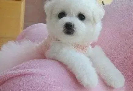 比熊犬|哪些水果是比熊犬可以吃的，哪些是它不可以吃的