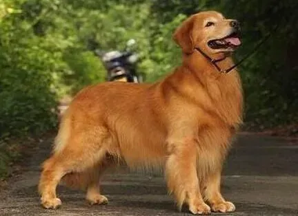 金毛|绝对不能让金毛犬接触的五种日常用品
