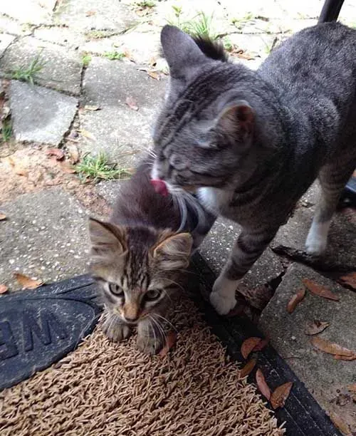 超暖心！虎斑浪猫散步捡来小浪猫 想要猫奴一起收编 | 猫