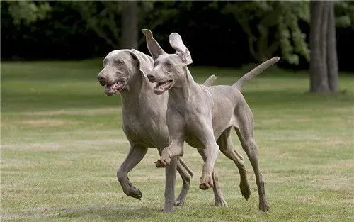 德国魏玛犬打猎怎样 魏玛犬打猎是相当厉害的 | 魏玛犬