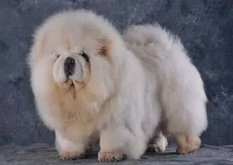 松狮犬|松狮犬一到晚上睡觉就开始咳嗽是正常现象么