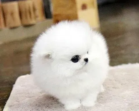 博美犬|让博美犬适应刷牙的小建议
