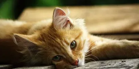 空运猫咪多少钱 一般费用在三百左右 | 