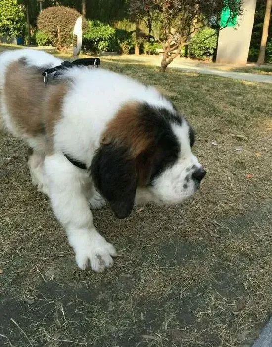 圣伯纳犬|如何用最正确的方法照顾好哺乳期中的圣伯纳犬