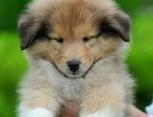 苏格兰牧羊犬|年老的苏格兰牧羊犬在饲养上要注意细节问题