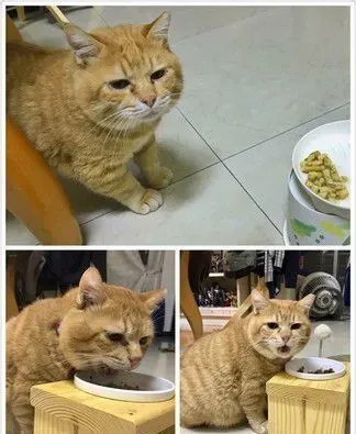 超级贪睡喵星人 睡眠深层到能够边睡边剪指甲 | 猫