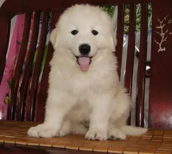 大白熊犬|大白熊犬流鼻涕，打喷嚏是感冒吗