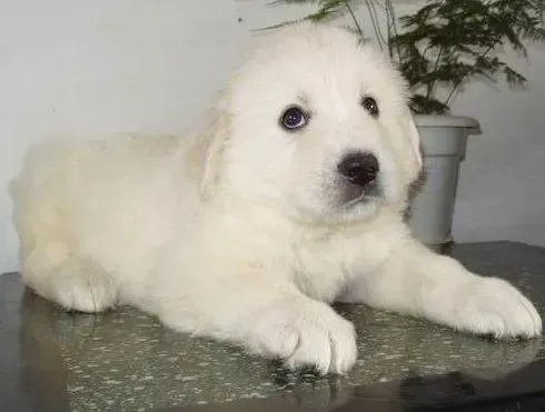 大白熊犬|怎样用中药给大白熊犬调理身体
