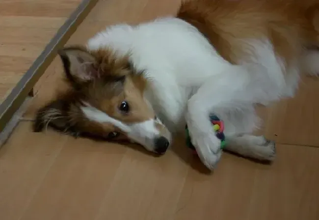喜乐蒂|公开讲解喜乐蒂犬为何会患上弓形虫病