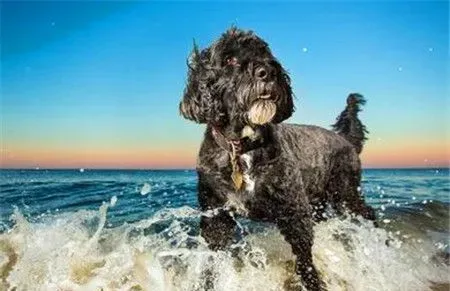 葡萄牙水犬特点 一种精力充沛而不夸张的狗 | 葡萄牙水犬