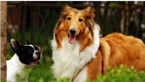 苏格兰牧羊犬性格 会随着当前的环境而改变 | 苏格兰牧羊犬