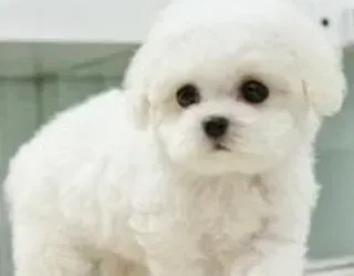 比熊犬|比熊犬发烧吃完药突然呕吐如何是好