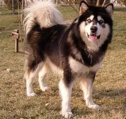 阿拉斯加犬|狗狗生病有提示 阿拉斯加犬健康出问题时会有哪些表现