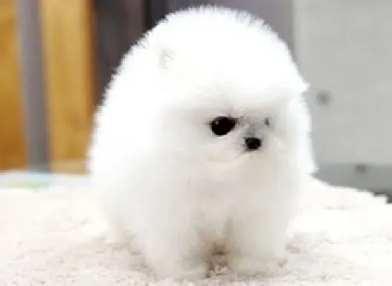 博美犬|博美犬临产的征兆以及有哪些表现