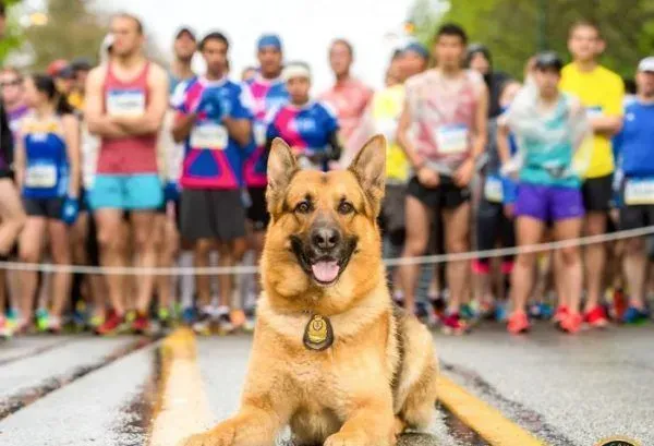 硬汉狠角色路线 警犬们的硬汉魅力迷倒大家