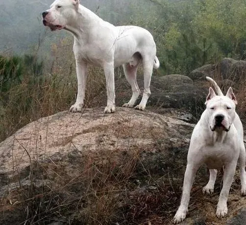 杜高犬|杜高犬有点拉血，没事吧