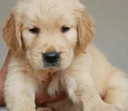 金毛|我家金毛犬拼死拒绝我给它剪指甲怎么办
