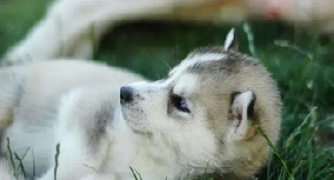 哈士奇有没有狼的血统 哈士奇是什么性格的犬种 | 哈士奇