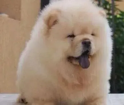 松狮犬|松狮犬健康的身体离不开良好的睡眠