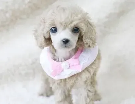 贵宾犬|刚出生三天的贵宾犬拉稀如何治疗