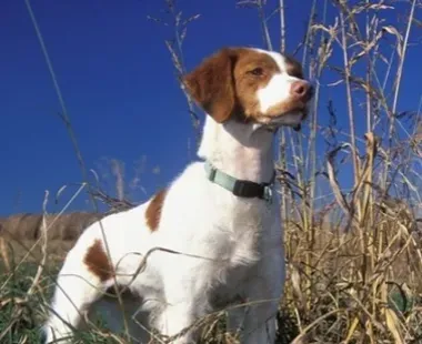 布列塔尼犬好养吗 该犬饲养难度不大 | 布列塔尼犬