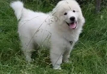 大白熊犬|为大白熊犬进行湿洗和干洗的区别