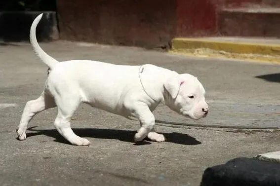 杜高犬|给杜高犬幼犬剪毛3步骤