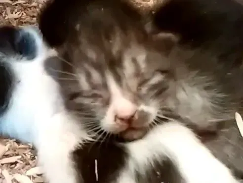 鸡舍里出现三只小小喵星人 四百只母鸡共同守护 | 猫